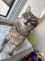 Kitty (3)6
